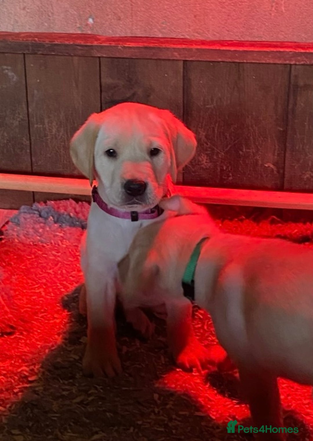 Labrador Retriever dogs for sale: Gorgeous Labrador puppies for sale - Image 32