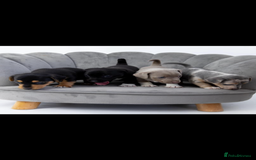 Jack Russell dogs for stud: Silver Merle carrying Blue and Chocolate in Bradford - Image 16
