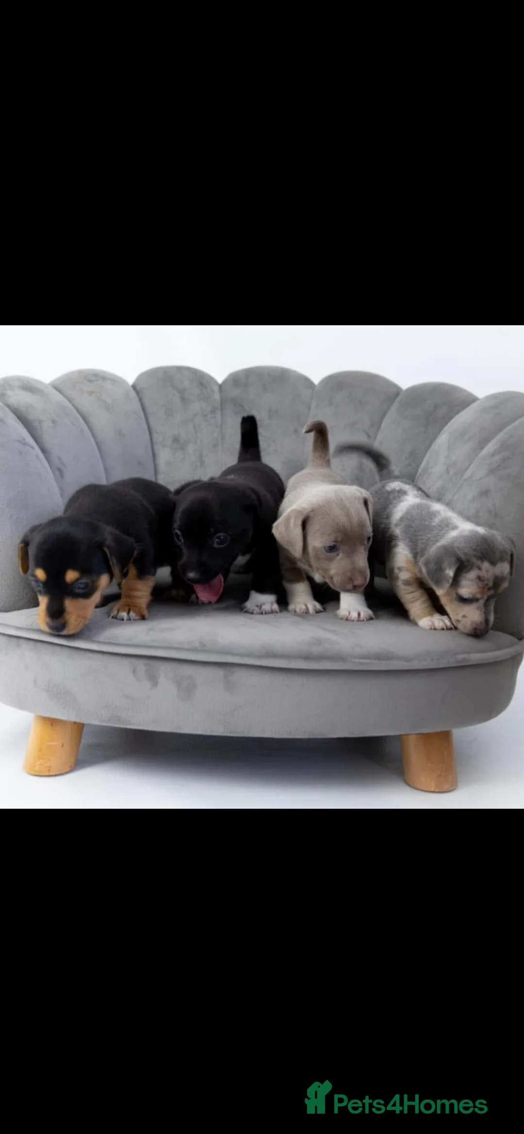 Jack Russell dogs for stud: Silver Merle carrying Blue and Chocolate in Bradford - Advert 16