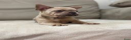 French Bulldog dogs for sale:  KC Registered French Bulldog Puppies - Advert 5