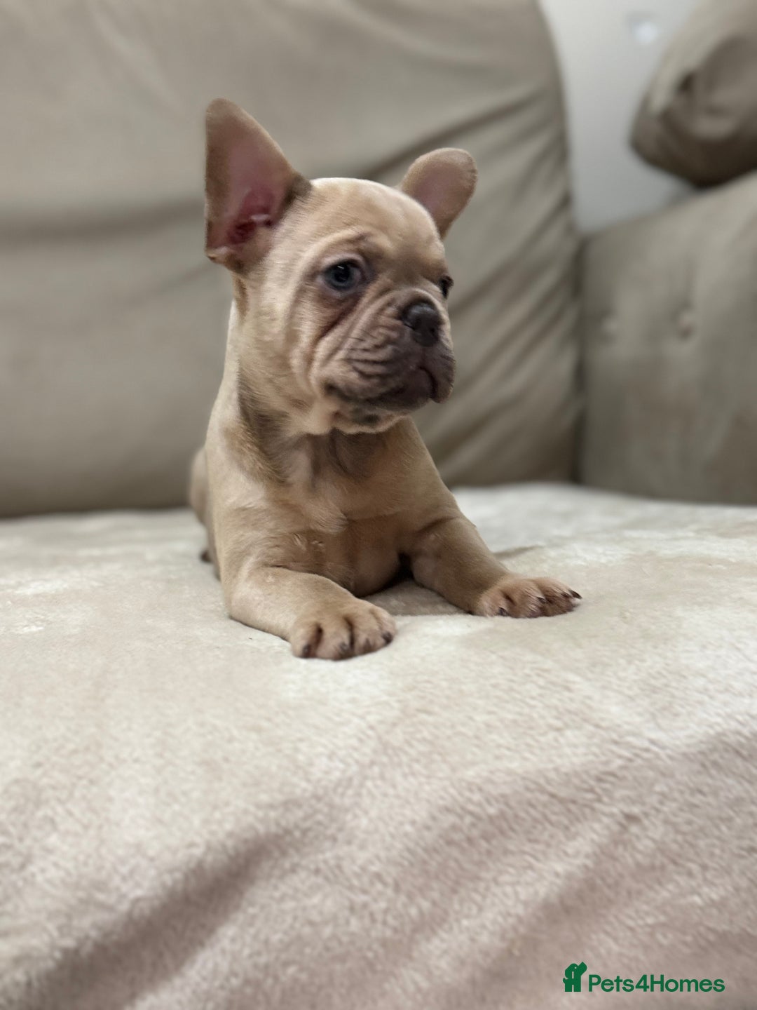 French Bulldog dogs for sale:  KC Registered French Bulldog Puppies - Advert 5