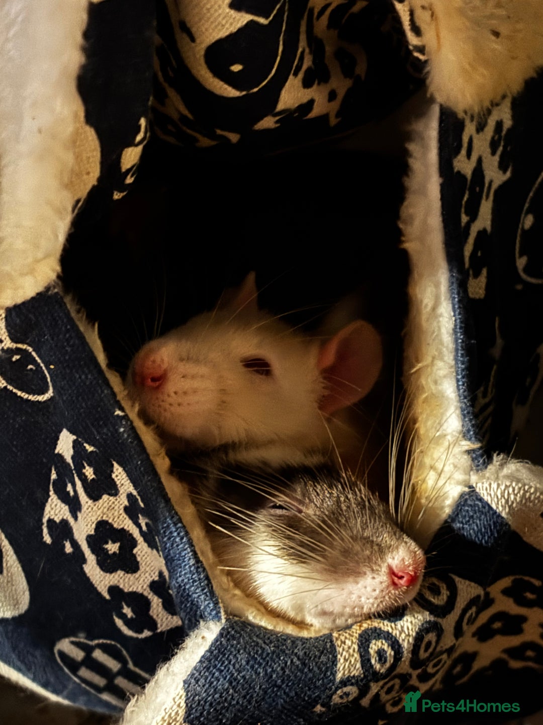 Rat rodents for sale: 4 female rats - Advert 2