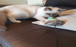 Ragdoll cats for sale: Gorgeous ragdoll  - Image 3
