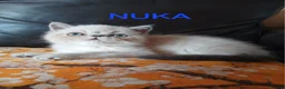 Exotic cats for sale: EXQUISITE GCCF PERSIAN EXOTIC BABIES - Advert 6