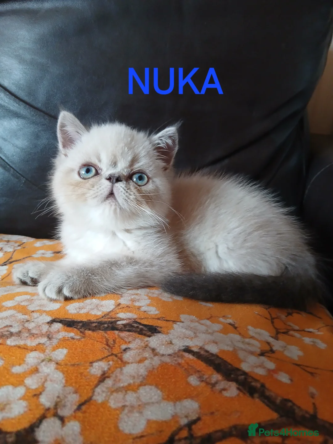 Exotic cats for sale: PEDIGREE GCCF PERSIAN EXOTIC BABIES - Advert 33