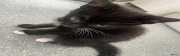 Russian Blue cats for sale: 4 male Russian blue bengal tabby mixed kitrens  - Advert 3