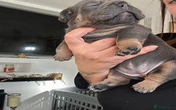 English Bulldog dogs for sale: Beautiful Olde English bulldogs  - Image 5