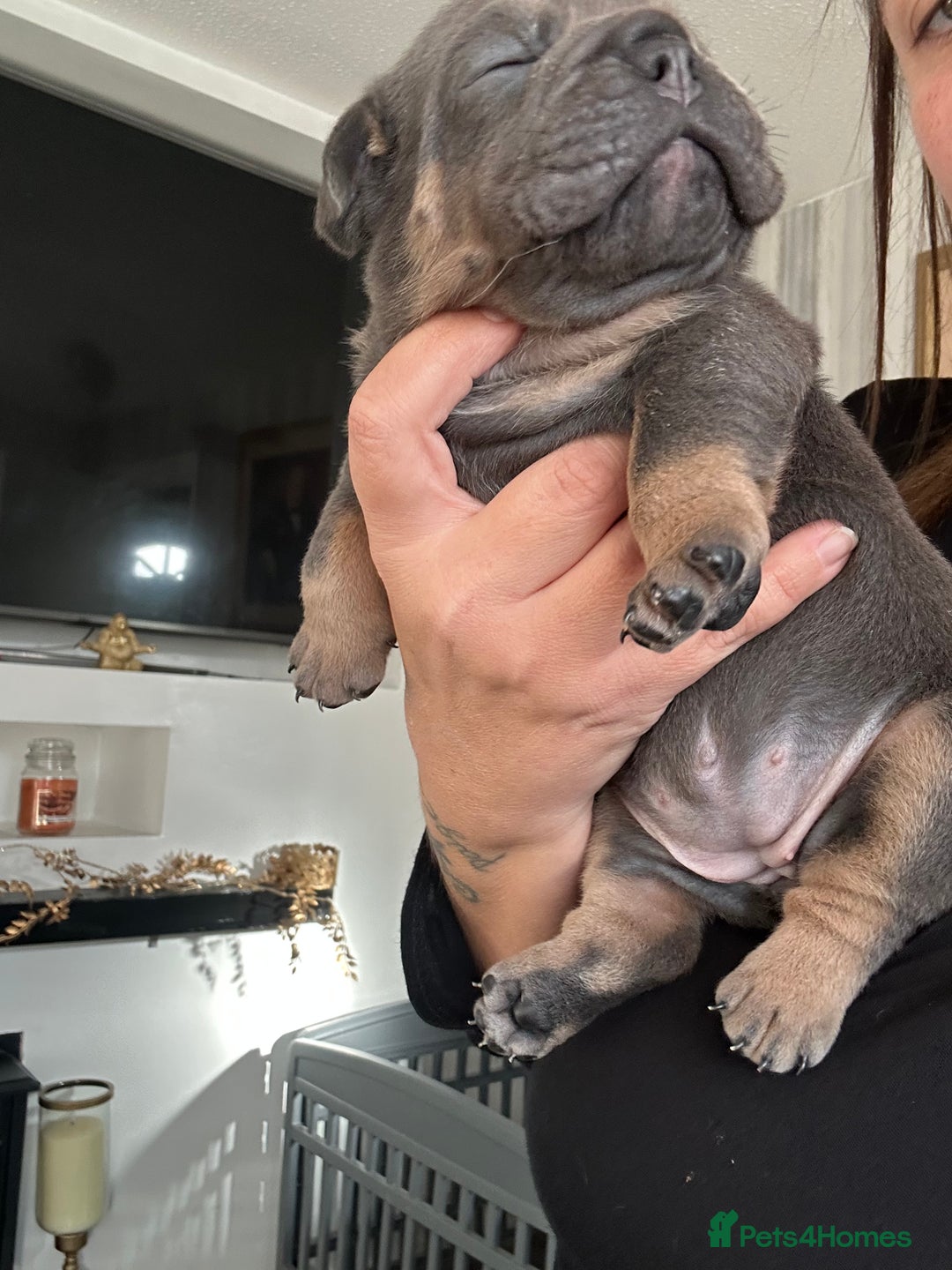 English Bulldog dogs for sale: Beautiful Olde English bulldogs  - Image 5
