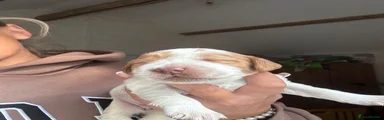Cocker Spaniel 3
