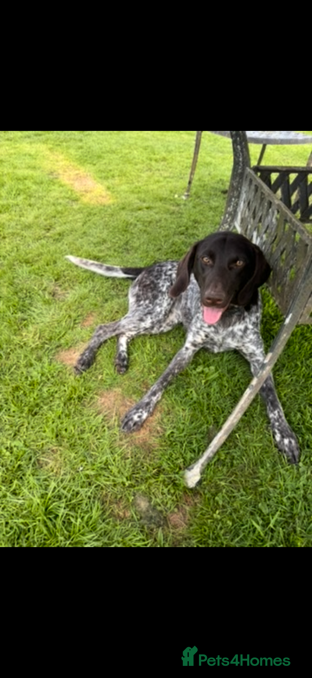 German Shorthaired Pointer dogs for sale: The perfect family dog!  - Advert 2