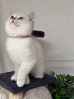 British Shorthair cats British shorthair kittens silver/ golden TICA - Advert 4