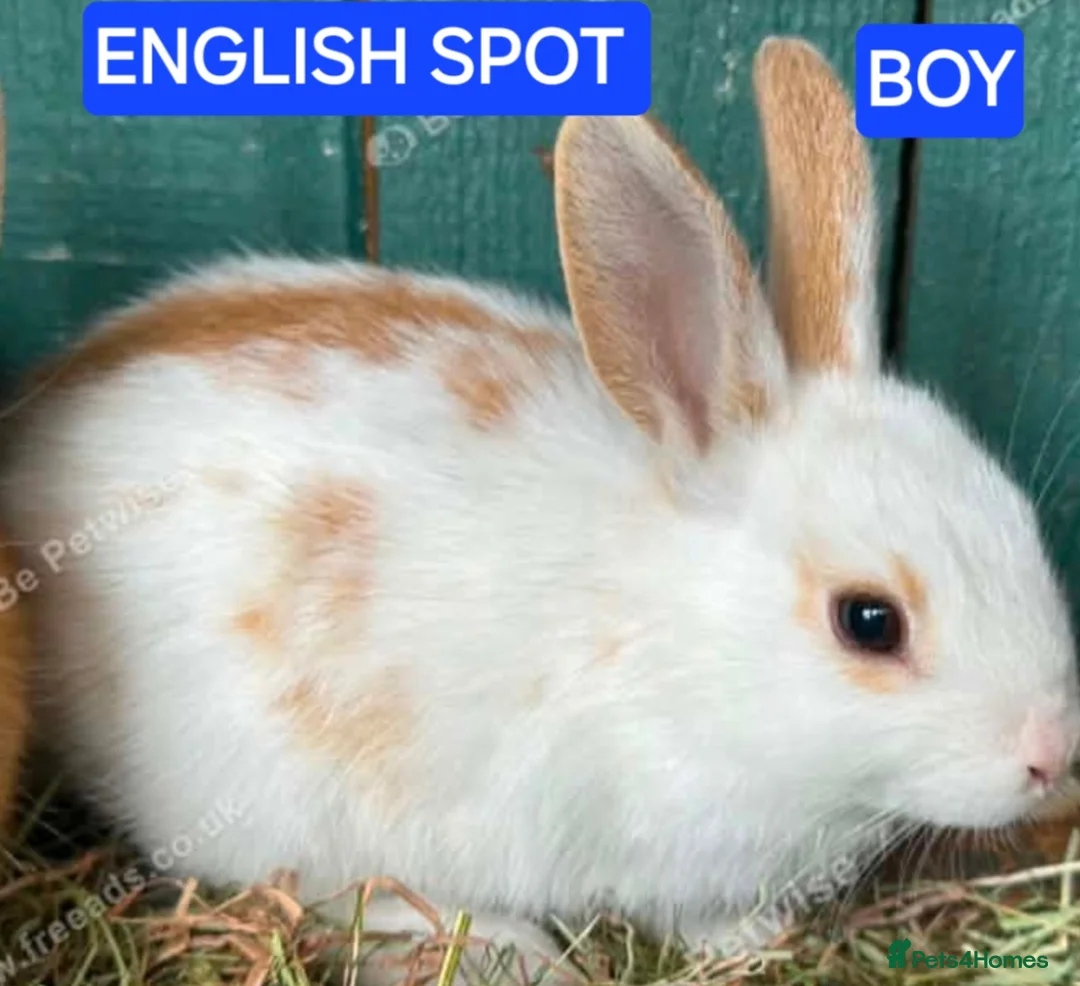 English Spot rabbits for sale: English Dutch and spot bunnies available  - Advert 3