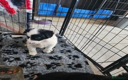 Border Collie dogs for sale: 5 border collie pups - Image 10
