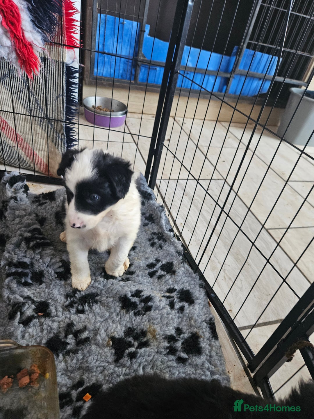 Border Collie dogs for sale: 5 border collie pups - Image 10