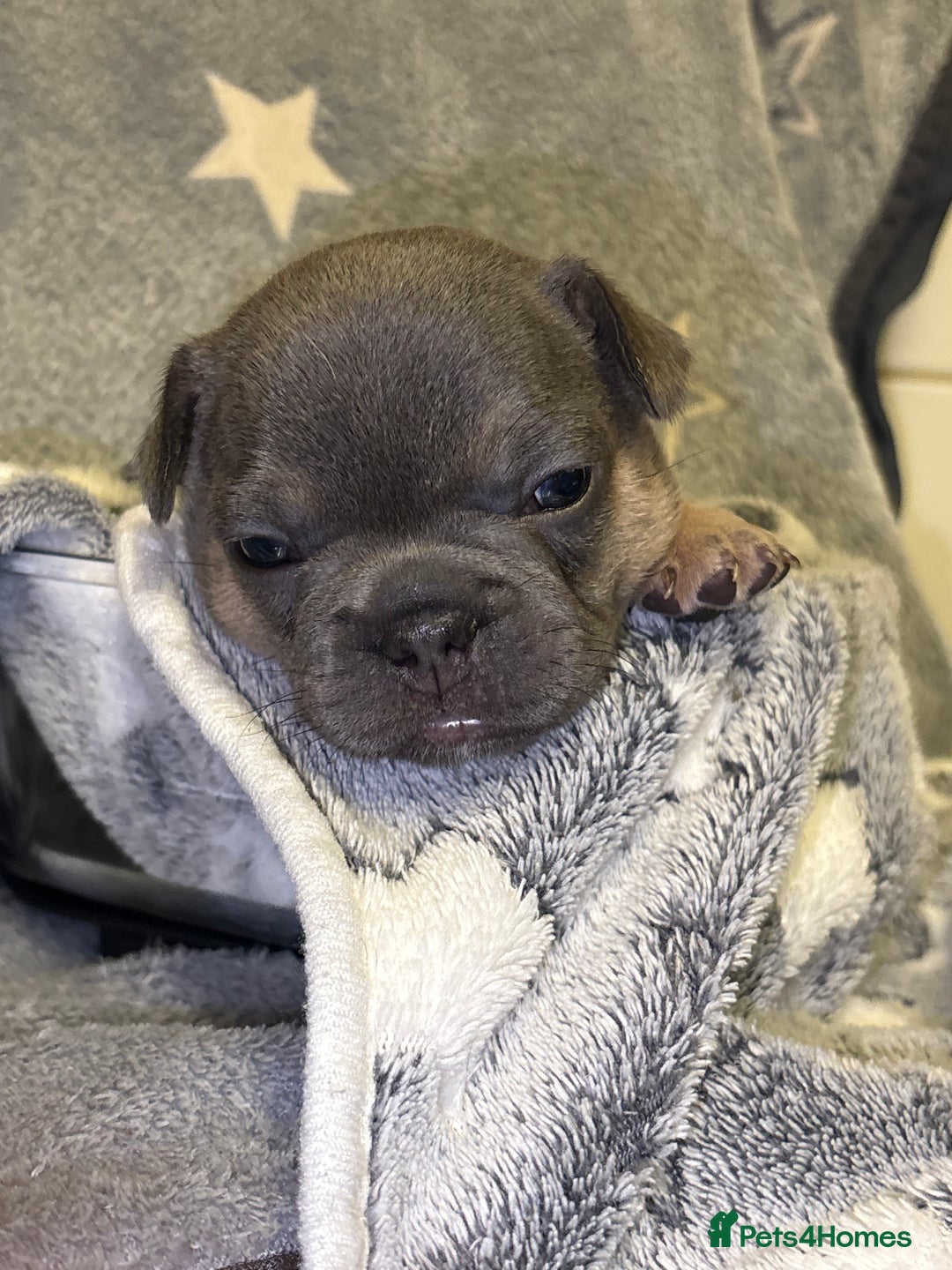 French Bulldog dogs for sale: FRENCH-BULLDOG LITTER  - Advert 11