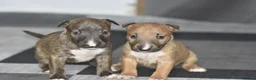 Miniature Bull terrier dogs for sale: Top quality miniature bull terrier puppies  - Advert 2