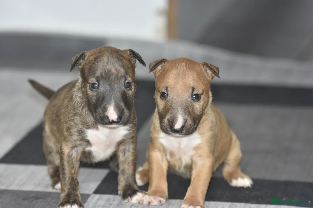 Miniature Bull terrier dogs for sale: Top quality miniature bull terrier puppies  - Advert 2