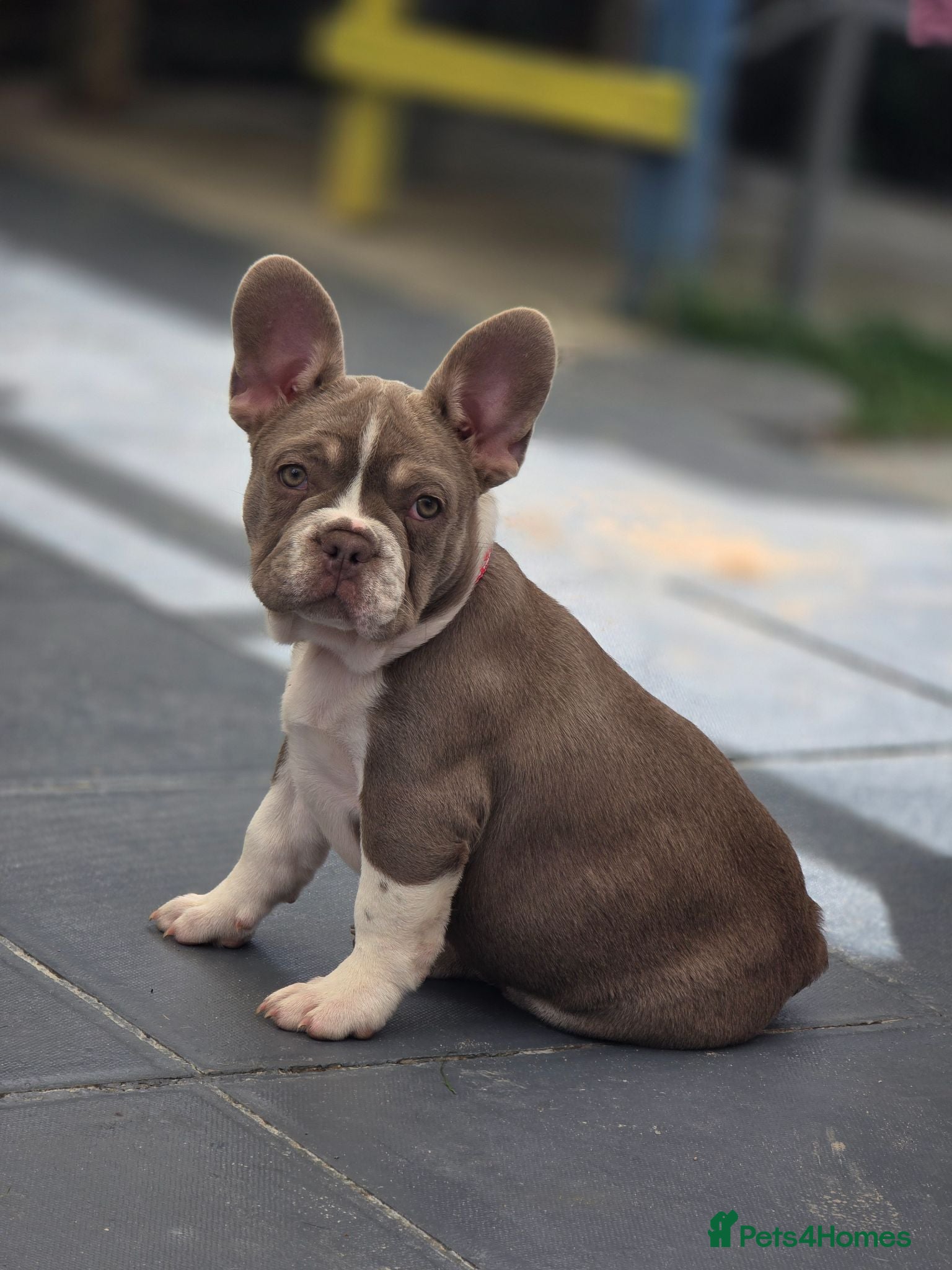 French Bulldog dogs  French Bulldog  - Advert 15