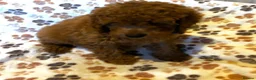 Cavapoo dogs for sale: Cavapoo puppys - Advert 3