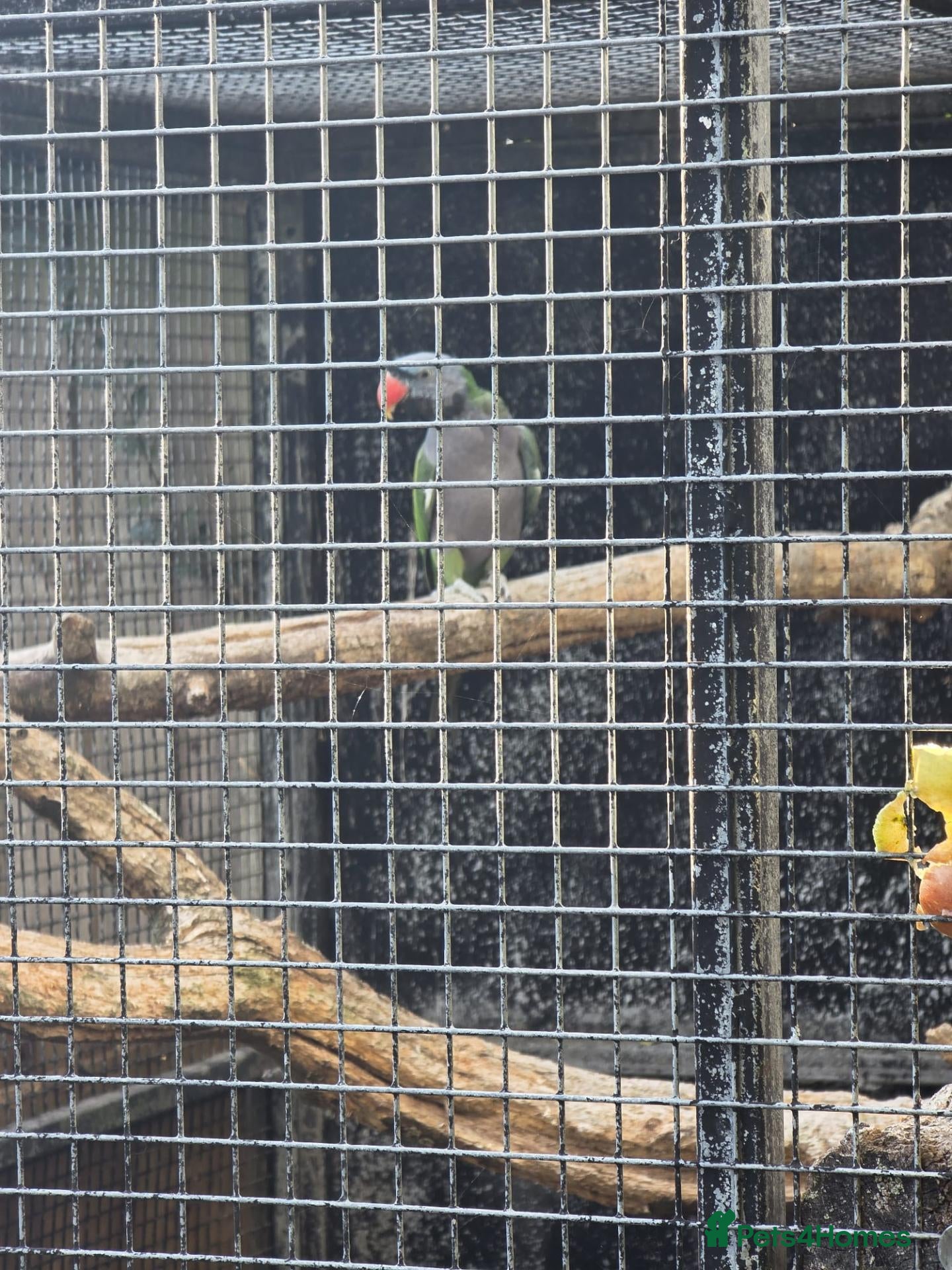 Parakeets birds derbyans  - Advert 2
