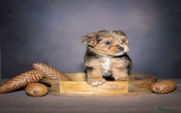 Yorkshire Terrier dogs for sale: Colorful Yorkshire Terrier puppies for sale - Image 12