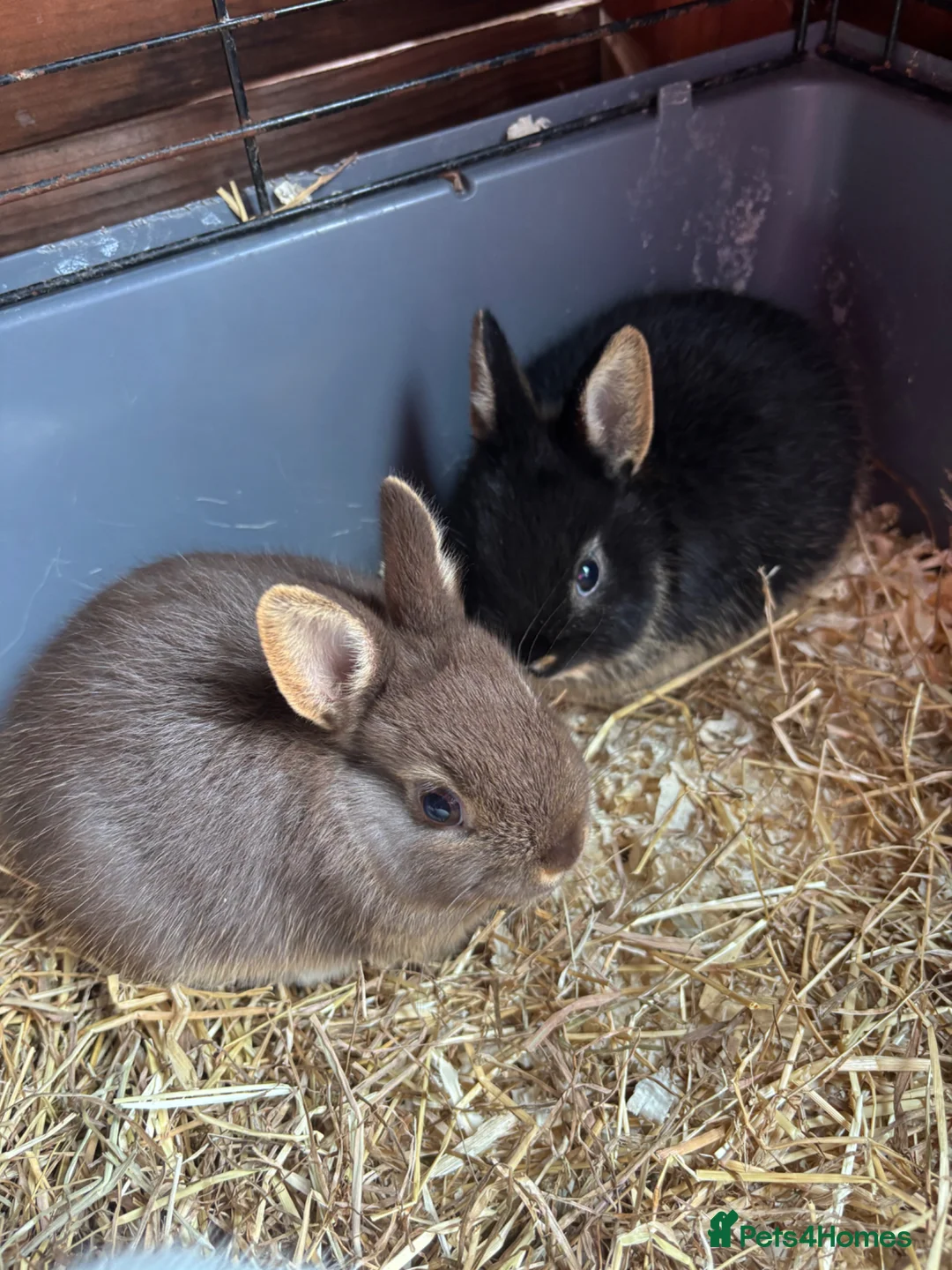 Netherland Dwarf rabbits for sale: Netherlands rabbits  in Hornsea - Advert 2