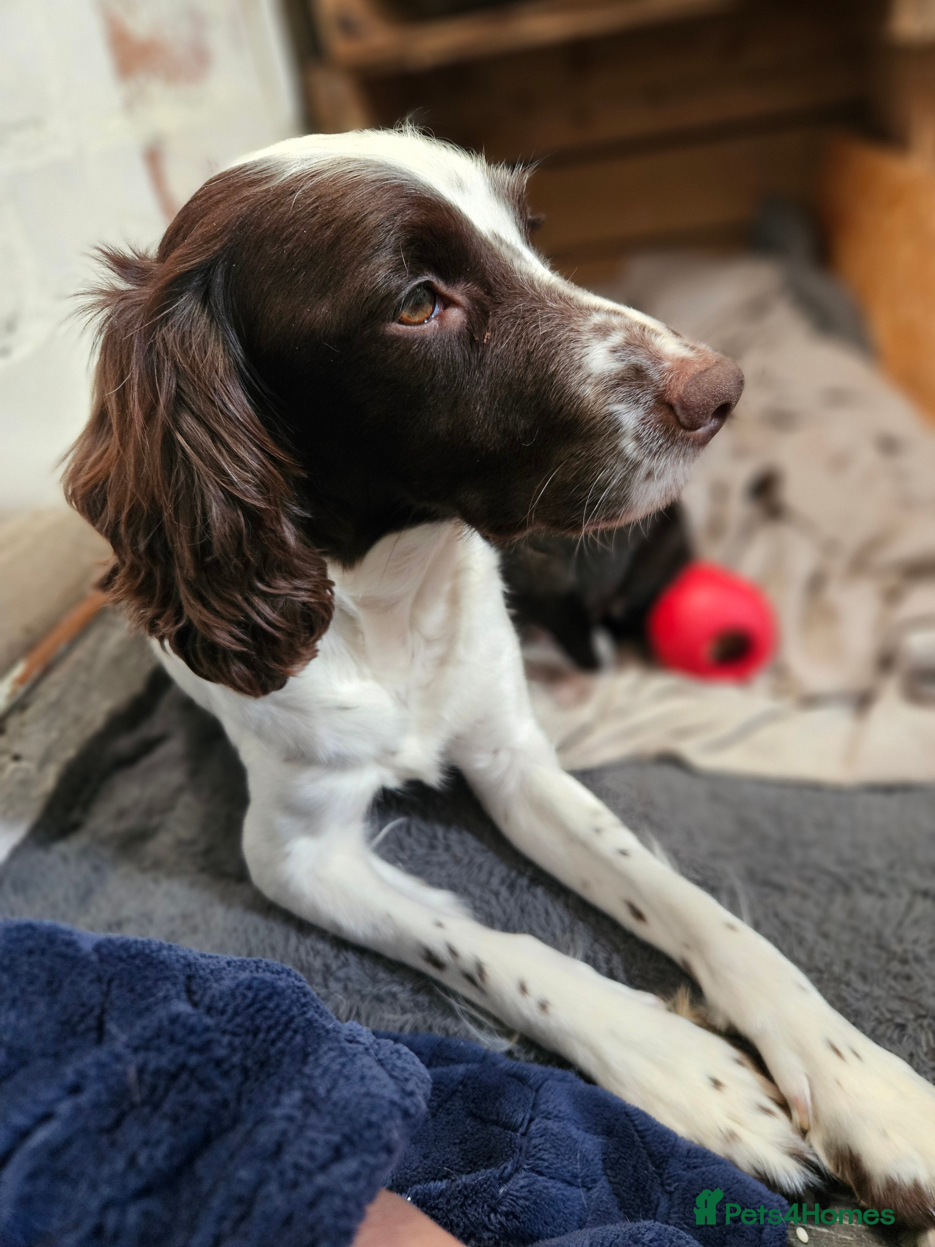 Mixed Breed dogs Staff x 4 x boys and 2 x girls ready now - Advert 7