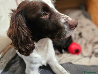 Mixed Breed dogs Staff x 4 x boys and 2 x girls ready now - Advert 1