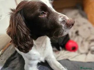 Mixed Breed dogs Staffy x 4 x boys and 1 x girls ready now - Advert 10