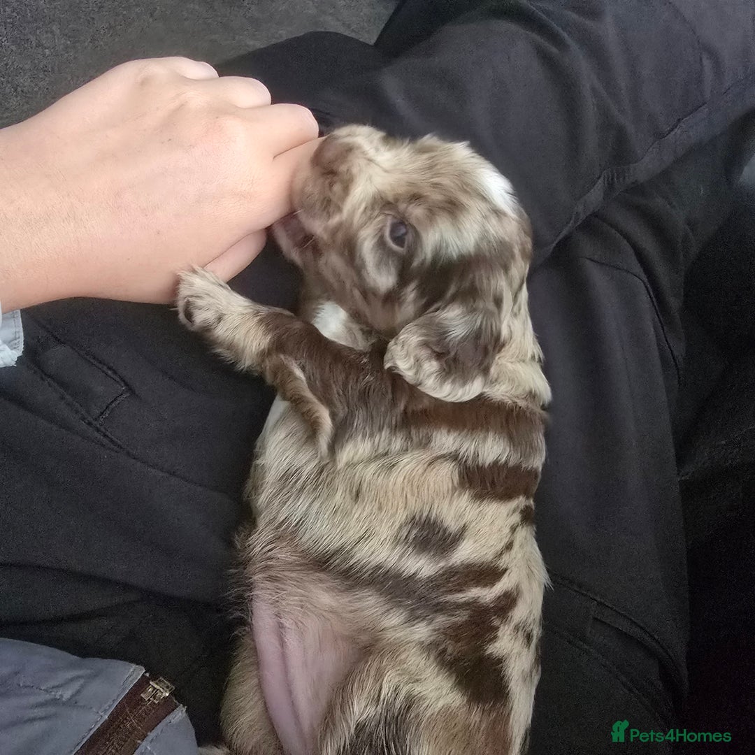 Cocker Spaniel dogs for sale: Cocker spaniels for sale  - Image 9