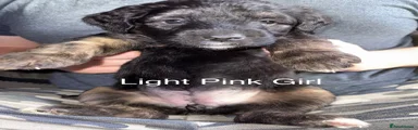 Light Pink 