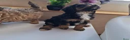 Cavapoo dogs for sale: Adventure Starts With Four Little Paws in Norwich - Advert 6
