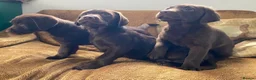 Labrador Retriever dogs for sale: Chunky Labrador Puppies - Advert 14