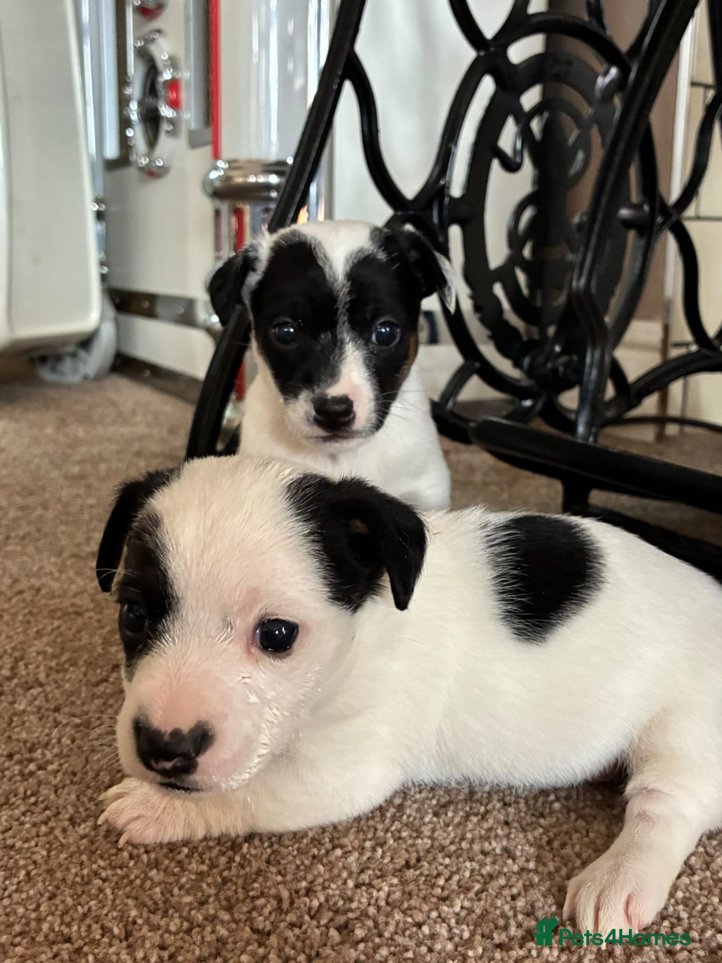 Jack Russell dogs Beautiful Jack Russell puppies  - Advert 1