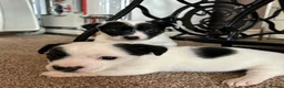 Jack Russell dogs for sale: Beautiful Jack Russell puppies  in Reading - Advert 1