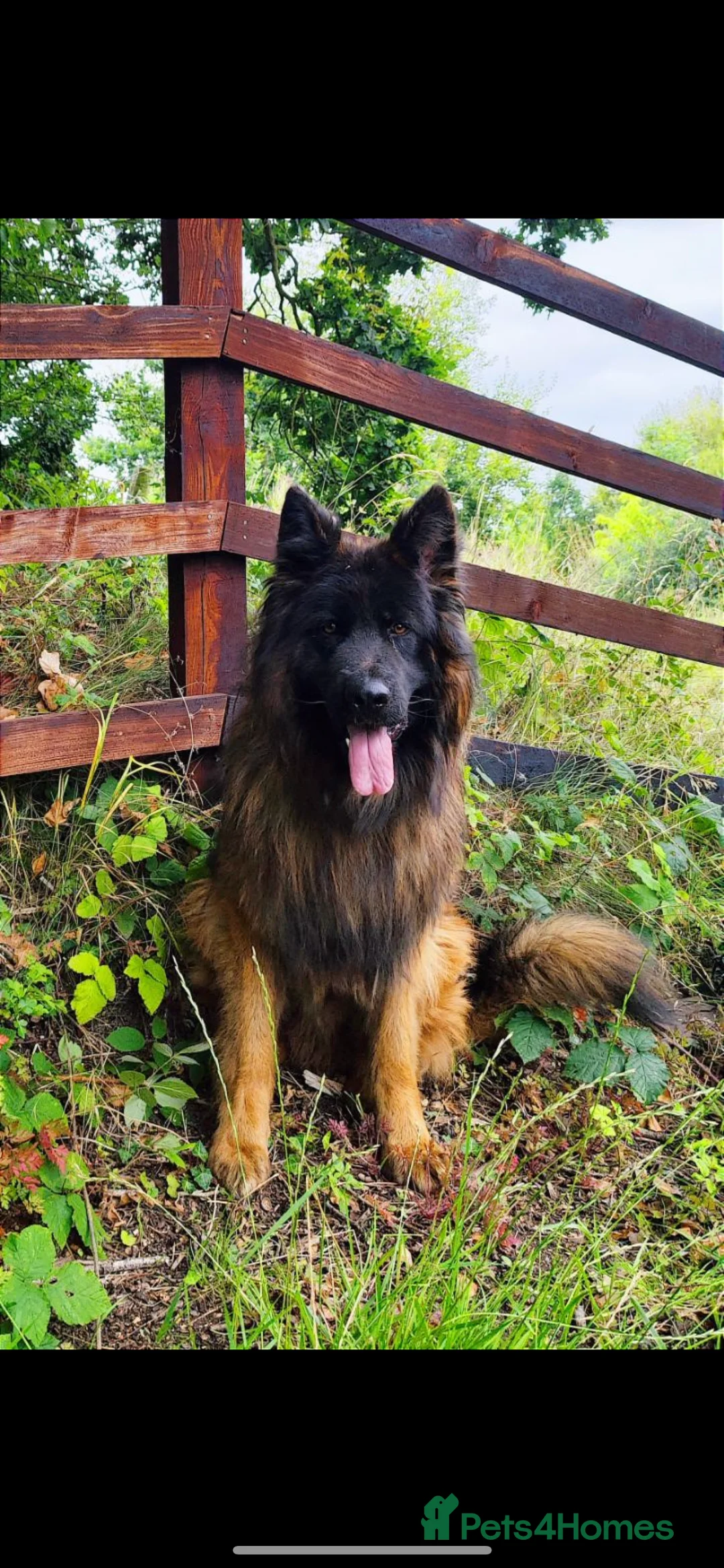 German Shepherd dogs for stud: ⭐️KC health Tested proven LUX⭐️ in Leicester - Advert 4