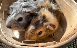 Guinea Pig rodents for sale: Beautiful Bonded Pair Guinea Pigs - Funky - Image 2