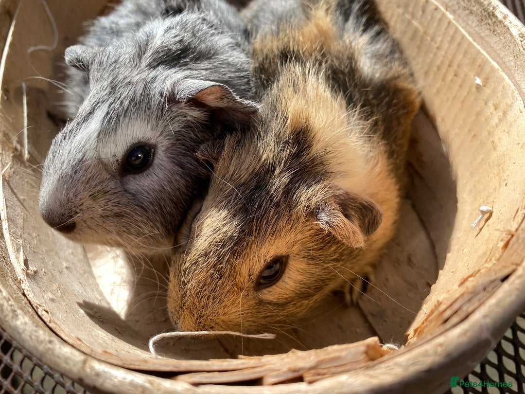 Guinea Pig rodents for sale: Beautiful Bonded Pair Guinea Pigs - Funky - Image 2
