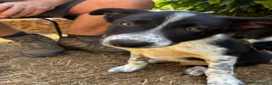 Border Collie 1