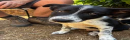 Border Collie dogs for sale: Stunning Border Collies - Advert 7