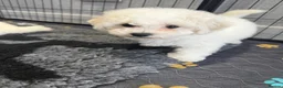 Bichon Frise dogs for sale: Exquisite KC Reg Bichon Frise Outstanding Pedigree - Advert 3