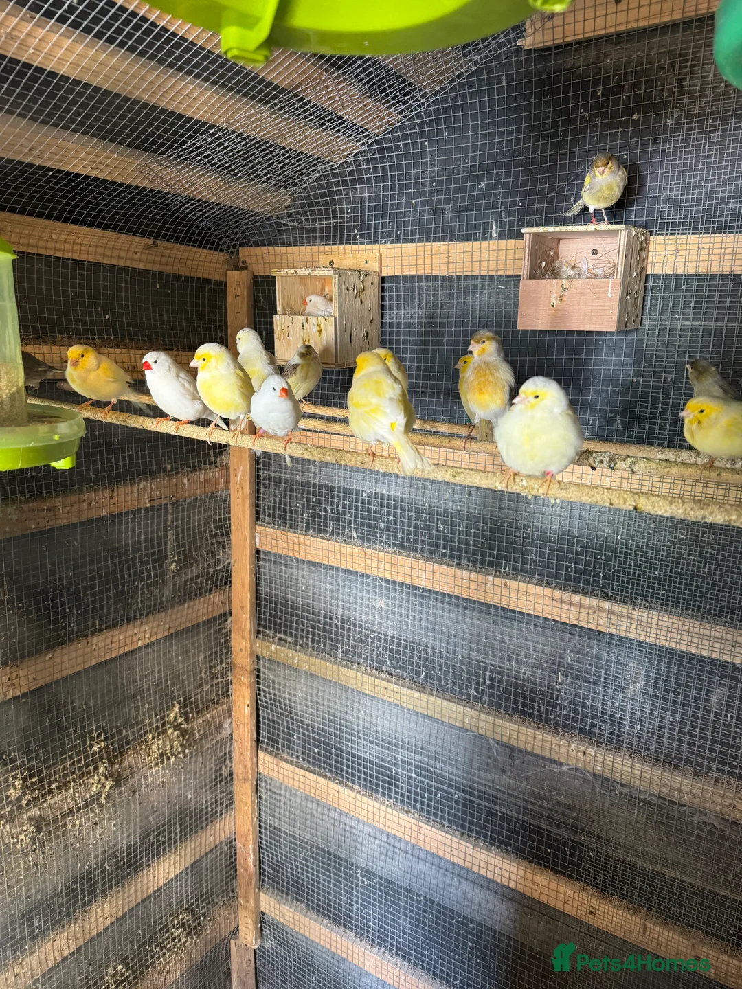 Canaries birds for sale: Canary for sale - Advert 6