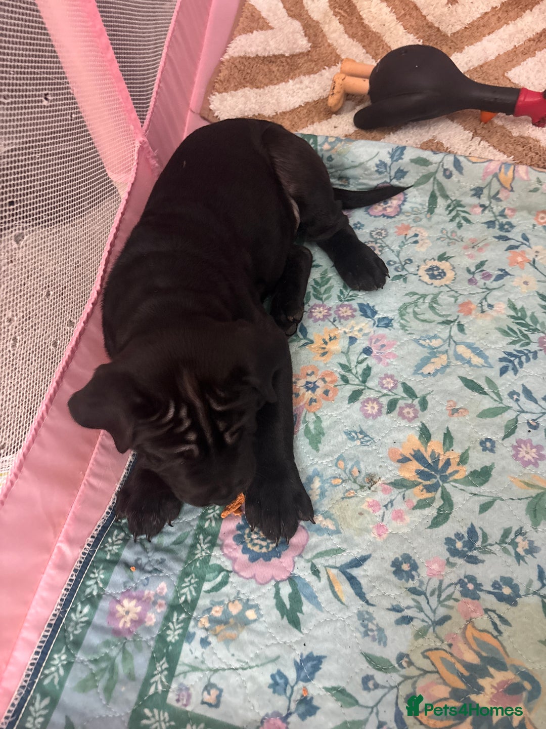 Mixed Breed dogs for sale: 4/9 left! - Advert 5