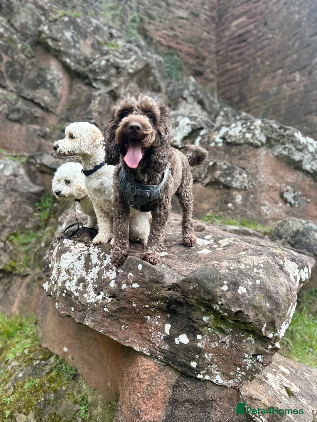 Cockapoo dogs for sale: Much Loved Cockapoo Barney - Advert 3