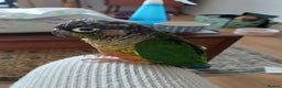 Conures birds for sale: The bird is called Tia - Advert 3