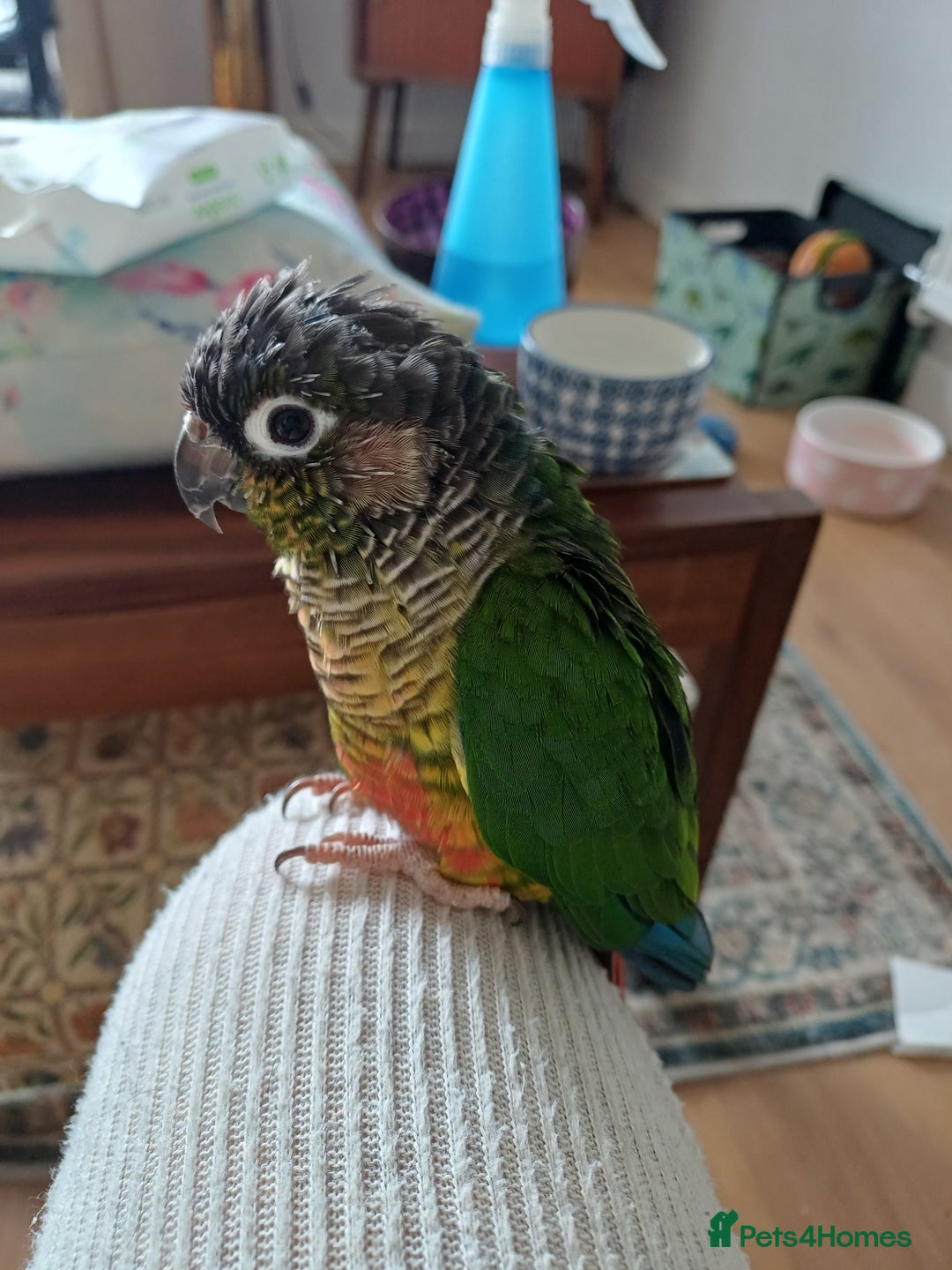 Conures birds for sale: The bird is called Tia - Advert 3