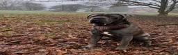 Cane Corso dogs for stud: BLUE CANE CORSO FOR STUD - Advert 1