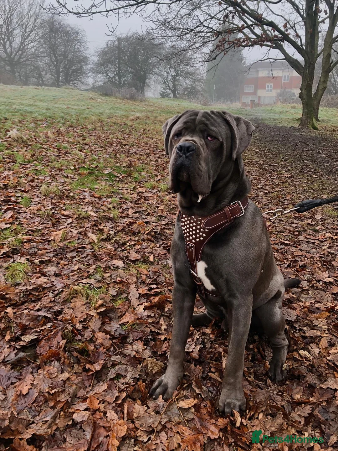 Cane Corso dogs for stud: BLUE CANE CORSO FOR STUD - Advert 1