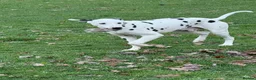 Dalmatian dogs for sale: Beautiful dalmatian in Colchester - Advert 3