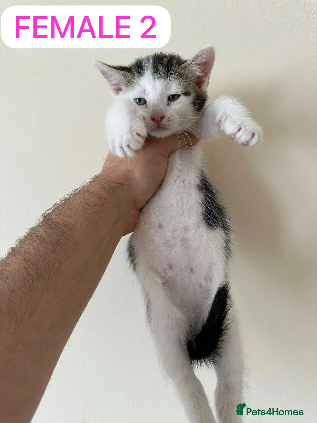 Mixed Breed cats for sale: 🐾 Adorable Half-British Shorthair Kittens  - Advert 9